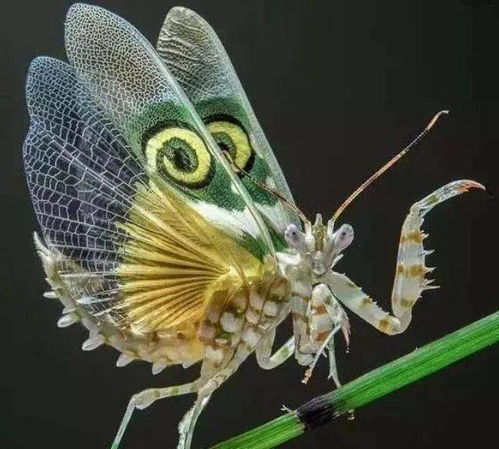(神奇的变异生物:会吸血的蝴蝶是真实存在的吗)神奇的变异生物:会吸血的蝴蝶是真实存在的吗? (神奇的变异生物:会吸血的蝴蝶是真实存在的吗)神奇的变异生物:会吸血的蝴蝶是真实存在的吗?