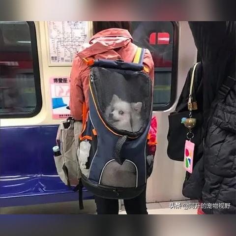 (狗 地铁)勇敢的狗狗突击地铁逃生,引发众人暖心感动