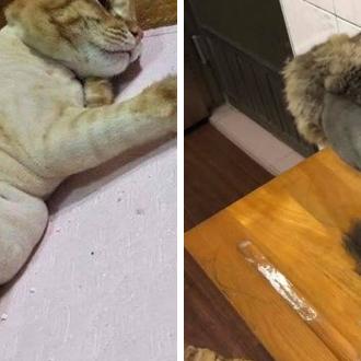 探讨猫咪主题成人最新地域网名取法:以地理文化为创新灵感,打造个性化网络身份标识 探讨猫咪主题成人最新地域网名取法:以地理文化为创新灵感,打造个性化网络身份标识