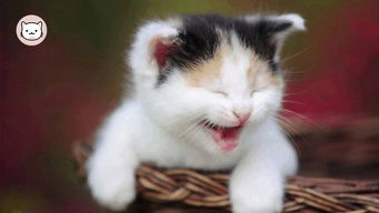 (猫之宿约者百度百科)猫之宿约者凉了吗?探讨它在时代背景下的重要性和影响力