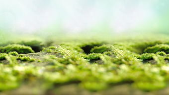 (昨日已忘明日无忧)无忧昨日欢愉何甘蓝,免费阅读全文尽在你的指尖