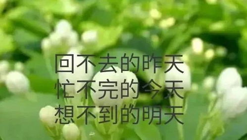(昨日已忘明日无忧)无忧昨日欢愉何甘蓝,免费阅读全文尽在你的指尖 (昨日已忘明日无忧)无忧昨日欢愉何甘蓝,免费阅读全文尽在你的指尖