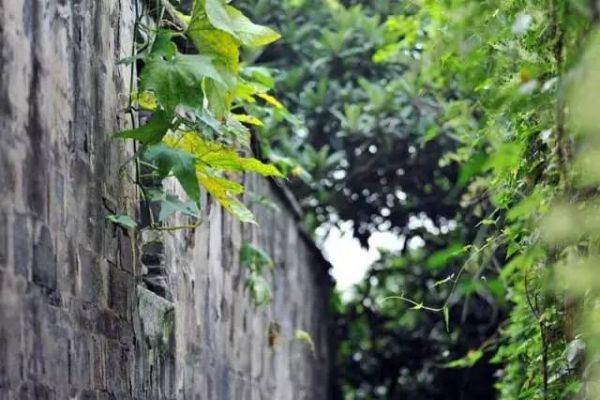 (ivy风起源于什么国家)Ivy风起源，缠绕上墙，青藤丛生，古意盎然