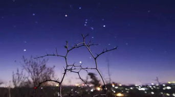 (墨梅(mei))家里蹲吸血姬的苦闷梅墨瓦:在黑暗中仰视星空的孤独灵魂