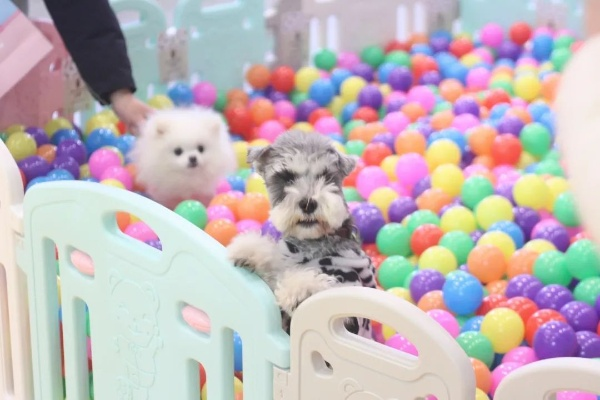 (萌宠大全)揭秘2021年十大萌宠榜单,这些可爱萌宠夺走了人们的心 (萌宠大全)揭秘2021年十大萌宠榜单,这些可爱萌宠夺走了人们的心