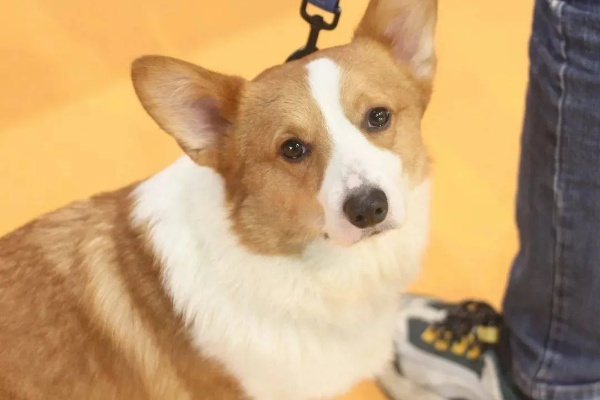 (萌宠大全)揭秘2021年十大萌宠榜单,这些可爱萌宠夺走了人们的心 (萌宠大全)揭秘2021年十大萌宠榜单,这些可爱萌宠夺走了人们的心