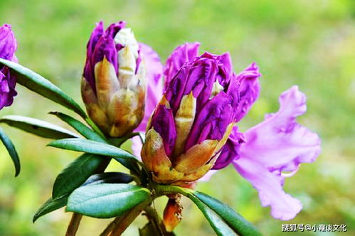 分析天生有神仙跟着的八字：解读命理中蕴含的神秘力量与人生机遇