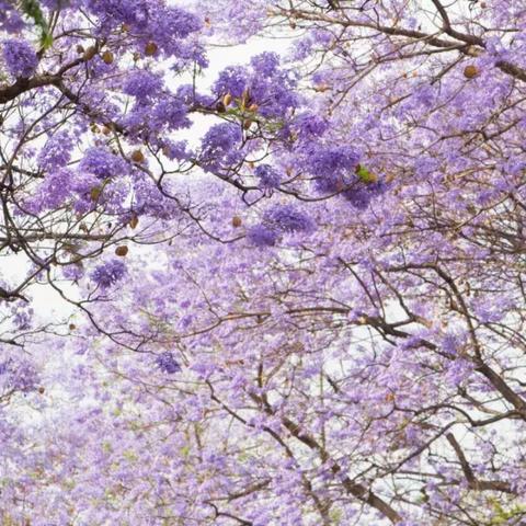 在童话世界遇见烧烤摊 竟无一菜可吃