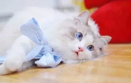 (我家猫咪上仙漫画下拉式免费阅读)“我家猫开启的修仙中心人气爆棚，吸引众多修士前来求道！”