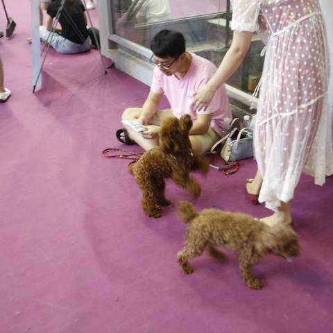 一起来体验萌宠大冒险红包版,享受双重乐趣:挑战策略关卡赢取大奖,领取惊喜红包拯救萌宠 一起来体验萌宠大冒险红包版,享受双重乐趣:挑战策略关卡赢取大奖,领取惊喜红包拯救萌宠