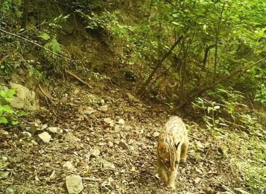 (巡山捕猎的动物是什么生肖)巡山搜宝:从猎户开始，探寻大自然之宝