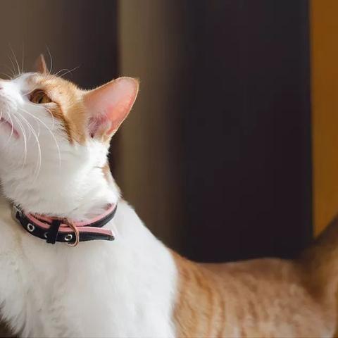 (中华田园猫价格是多少?)中华田园猫：价格如何？