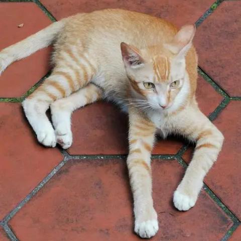 (中华田园猫价格是多少?)中华田园猫：价格如何？