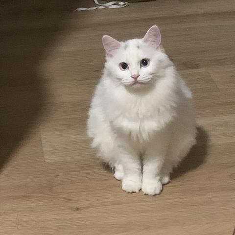 (中华田园猫价格是多少?)中华田园猫：价格如何？