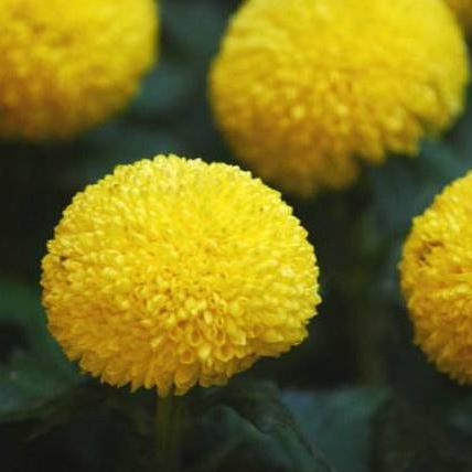 球球环游世界：探索神秘之地，感受万千风情，体验独一无二之旅