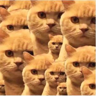 走进虚拟宠物的世界：体验萌喵宠物店游戏的细腻设计与终极玩家体验