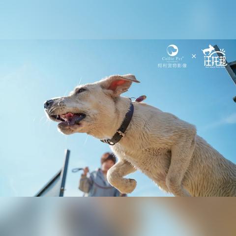 (宠物集结官网)为爱汪星人喵星人:重温那些有名的宠物集结地名称 (宠物集结官网)为爱汪星人喵星人:重温那些有名的宠物集结地名称