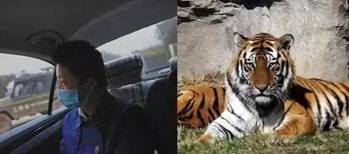 (老虎猛兽)目击者曝猛虎出没，现场目击老虎不仅攻击人类还袭击了牛只！