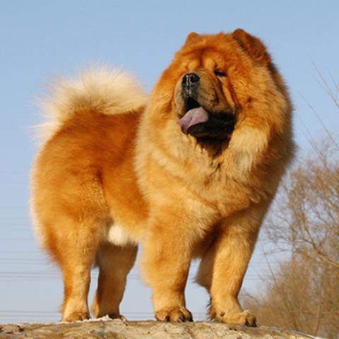 (可爱的萌宠动物)探寻可爱的生物：成为一名萌宠猎人，捕捉独特的小宠物