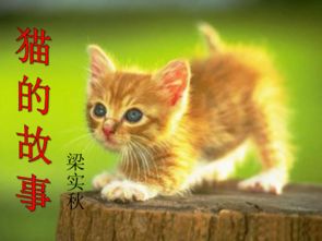 (猫咪喝的汤)探寻猫咪喜欢的汤的秘密：聪明的猫咪和汤攻略分享