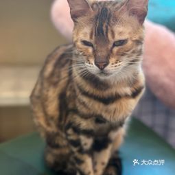 (猫小院介绍)小猫咪小院小峰小志：都是一家人吗？