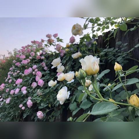 蓝掉的小说《悄然心动》全文免费阅读，感受那份悄然萌动的甜蜜情感