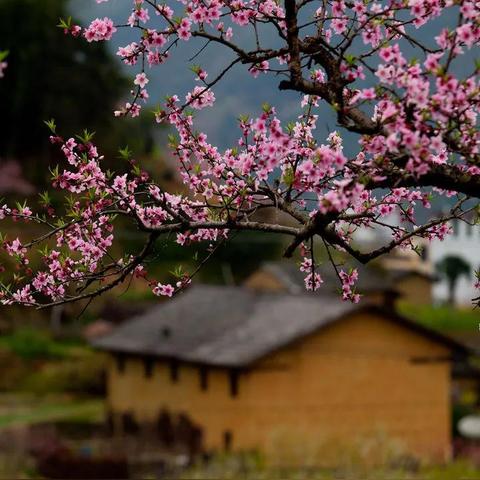 深入解析'十里桃花'含义：聚焦东方美学与中国古典诗词间的浪漫情感表达