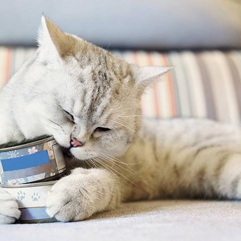 (家居改造王狗狗牛排套餐四种材料)精选四种食材 搭配狗狗牛排套餐 体验美味盛宴