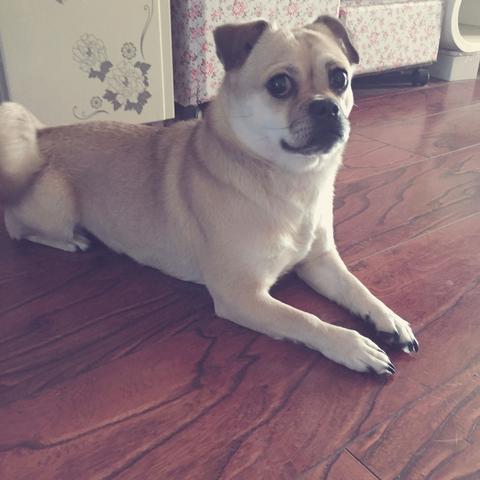 (家居改造王狗狗牛排套餐四种材料)精选四种食材 搭配狗狗牛排套餐 体验美味盛宴