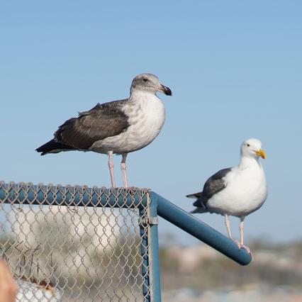 (紫圣很帅气)紫圣帅气无比,展现出独特魅力让人感受到孩童般的纯真与活力 (紫圣很帅气)紫圣帅气无比,展现出独特魅力让人感受到孩童般的纯真与活力