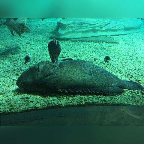 (开心动物园是真的吗)探秘欢乐之旅:以儿童的眼光重新发现开心动物园的奇妙世界 (开心动物园是真的吗)探秘欢乐之旅:以儿童的眼光重新发现开心动物园的奇妙世界