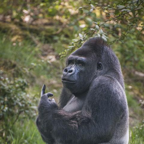 (开心动物园是真的吗)探秘欢乐之旅:以儿童的眼光重新发现开心动物园的奇妙世界 (开心动物园是真的吗)探秘欢乐之旅:以儿童的眼光重新发现开心动物园的奇妙世界