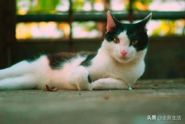 (中华田园猫最好看的品种)探讨中华田园猫中哪一种是最漂亮的猫咪