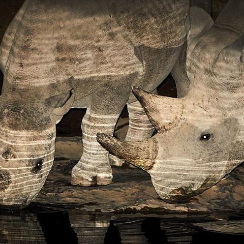 逃离动物岛攻略：如何在迷失的丛林中找到出口并战胜各种野兽？