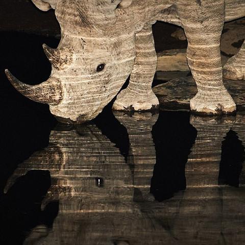 逃离动物岛攻略:如何在迷失的丛林中找到出口并战胜各种野兽? 逃离动物岛攻略:如何在迷失的丛林中找到出口并战胜各种野兽?