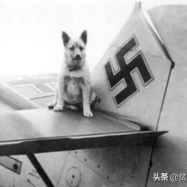 狗狗特工队：搜罗最酷狗狗名字，带你探寻狗狗世界的神秘之处！