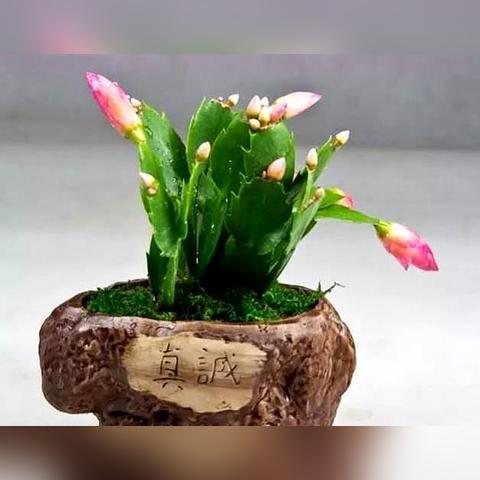 深入解析亦春秋配置要求的最佳实践与策略，助力提升项目整体效果