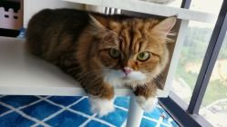 (猫语咖啡全猫咪图鉴)猫语咖啡2023年最新版：品尝未来的奇妙体验