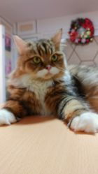 (猫语咖啡全猫咪图鉴)猫语咖啡2023年最新版:品尝未来的奇妙体验 (猫语咖啡全猫咪图鉴)猫语咖啡2023年最新版:品尝未来的奇妙体验