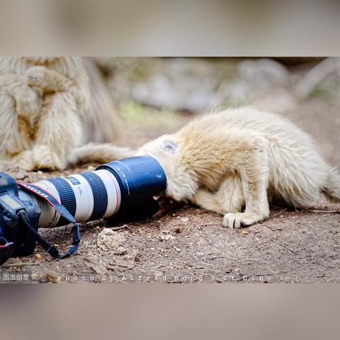 一步步教你在密林纷争中如何成功切换英雄:新手玩家必备心得与策略 一步步教你在密林纷争中如何成功切换英雄:新手玩家必备心得与策略