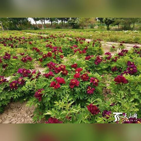 (黑龙棍选什么虫子)黑龙棍一般用来形容具有强烈威慑力和凶狠气息的人或事物 (黑龙棍选什么虫子)黑龙棍一般用来形容具有强烈威慑力和凶狠气息的人或事物