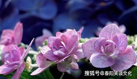 (无敌小拳拳在哪里输兑换码)探索无敌小拳拳的下半句及其背后隐藏的故事与情感意蕴