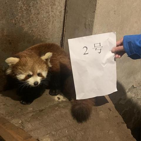 (出战追击攻略)如何在出战追击中正确设置声音以提升游戏体验和战斗效果? (出战追击攻略)如何在出战追击中正确设置声音以提升游戏体验和战斗效果?