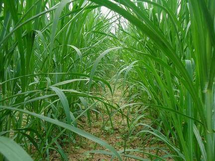 (艾兰岛怎么种植)如何有效获得艾兰岛象草叶片? (艾兰岛怎么种植)如何有效获得艾兰岛象草叶片?