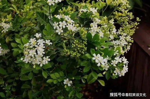 如果一生只有三十岁完整版:探讨时间的珍贵与生命的意义,如何更有意义度过我们有限的时光 如果一生只有三十岁完整版:探讨时间的珍贵与生命的意义,如何更有意义度过我们有限的时光